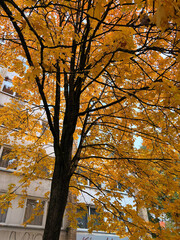 Vibrant Autumn Tree with Golden Leaves Against a Building