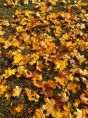 Fallen Maple Leaves on Grass in Autumn