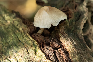 Fungus growing on decaying wood in forest