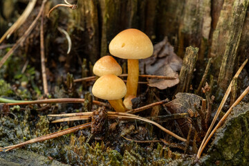 Small mushrooms growing on a mossy tree stump