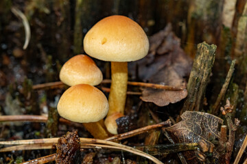 Wild mushrooms growing on forest floor in autumn