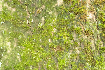Green moss growing on tree bark texture