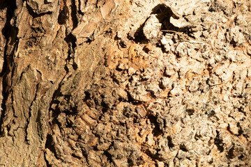 Tree bark creating a natural textured surface