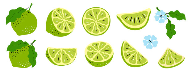 Lime Vector Set. Hand-drawn Citrus Slices and Leaves, Green sketch illustration of fruits