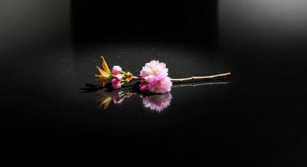 Pink cherry blossoms on black background