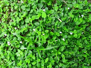 Green Ground Cover with Small Purple Flowers in the Garden