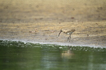 Sandpiper feeding along the mangrove shore
