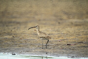 Sandpiper feeding along the mangrove shore