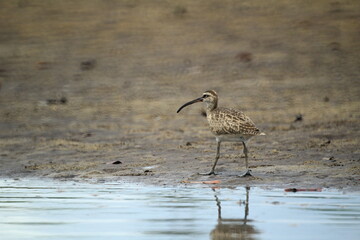 Sandpiper feeding along the mangrove shore