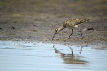 Sandpiper feeding along the mangrove shore