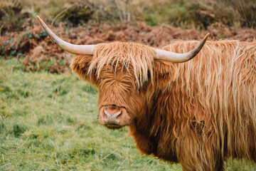 A majestic brown Highland Cow. The image focuses on the animal's distinctive features: the long, shaggy coat (hairy coo), characteristic long, curved horns and soft eyes