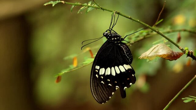 A detailed closeup video shows a freshly emerged Papilio polytes, the common Mormon butterfly, hanging on the same branch and gently drying its wings in the morning monsoon light.