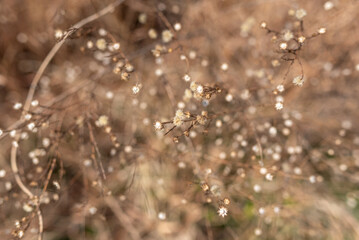 Close-up of dried wildflowers with a soft background