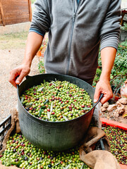 man grips a heavy arbequina olive basket