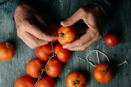 man preparing tomates de colgar for storage