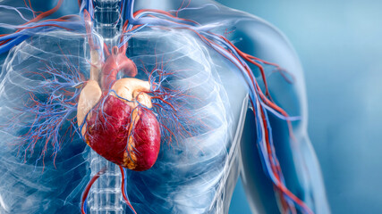 Detailed anatomical view of a human heart showing intricate blood vessels and structures crucial for understanding cardiovascular health and function
