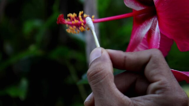 Hibiscus flower hand pollination closeup. A detailed close-up captures the process of hand pollination on a hibiscus flower using a cotton swab in a garden during the monsoon morning.