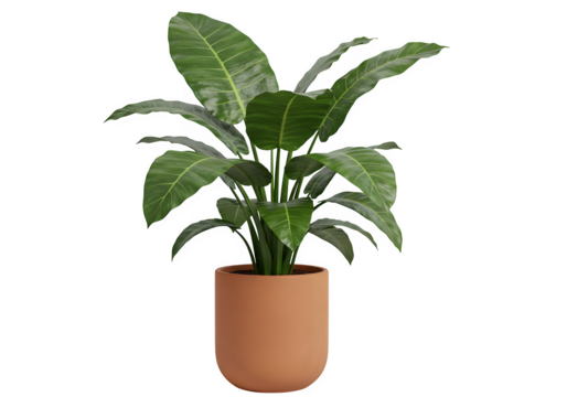 Strelitzia Nicolai Plant in a Clay Pot Displaying Broadleaf Green Foliage Checked Setting