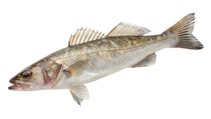 Fototapeta premium Common ling fish cut out on PNG isolated on white background. AI GENERATED. 