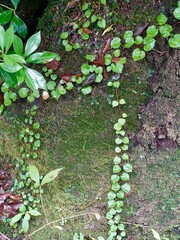蔦と苔の生える岩