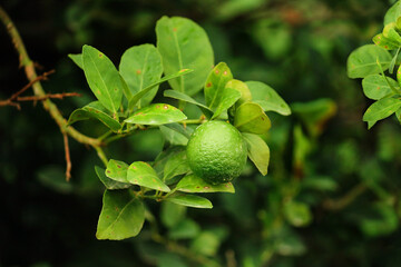 Green lime fruit on a tree. green lemons lined up on a leaf catch the day light. Fresh green lime fruit hanging from branch. Green lemon is citrus fruits on a branch with garden nature background.