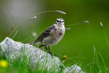 Water pipit // Bergpieper (Anthus spinoletta) 