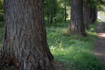Trees in the forest. Large trees in the park. Old park