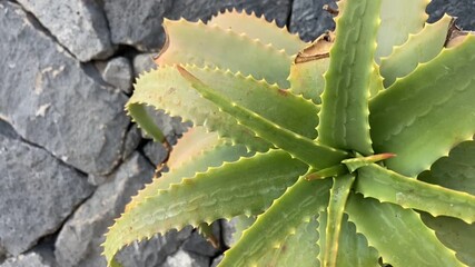 Aloe arborescens succulent plant growing in Tenerife,Canary Islands,Spain.Floral background,4K	