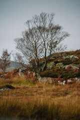 Dry and rugged autumn time landscape of the Scottish Highlands showing a hill, trees and drying grass with their vibrant and colourful foliage
