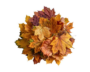Pile of colorful autumn maple leaves in warm orange, yellow, and brown shades, isolated on transparent background. Natural composition symbolizing fall season, perfect for decoration, design