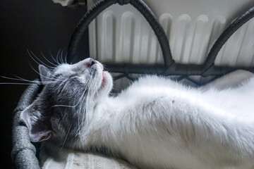 Cat lying on a radiator and looking up. cat bed sleeping on a warm radiator on a cold winter day. cat lies on a warm heating radiator. Pet cat lying on shelf on soft plaid next to warm radiator
