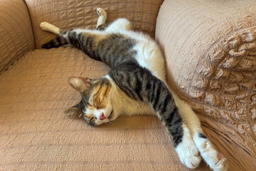 cute cat funny sleeping, relaxing, resting, looking on a bed or sofa. Cat sleep calm and relax. muzzle of a sleeping cat with closed eyes. cat house indoors pet ownership, pet friendship concept