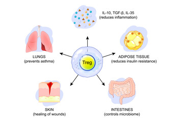 Regulatory T cell. Treg and immune homeostasis.