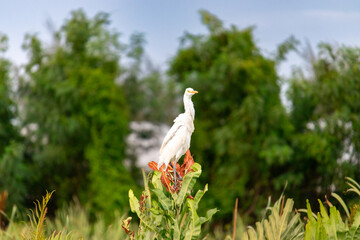 White Egret Perched on Lush Tropical Vegetation in Nature Habitat