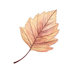 Watercolor painting of an autumn hawthorn leaf on a white background. Good for postcards, books, invitations, greeting cards, wallpaper and textiles.