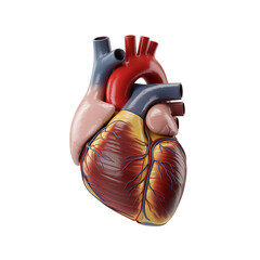 Detailed Human Heart with Arteries and Veins Isolated