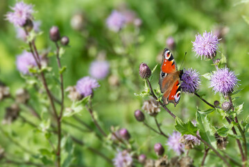 European peacock butterfly (Aglais io) sitting on pink flower in Zurich, Switzerland