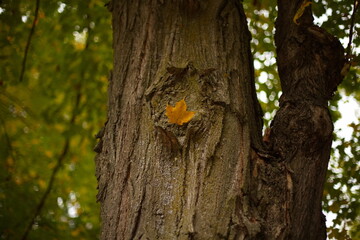 Tree in the forest during autumn in Ontario, Canada.