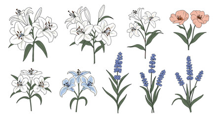 Elegant botanical illustration of various flower varieties set against a blank background, perfect for design needs.