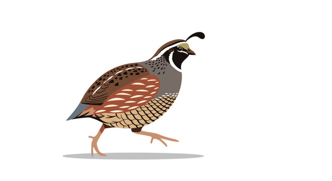 A cartoon quail bird walks from left to right on a white background.
