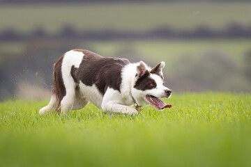 Tan and White working Sheepdog