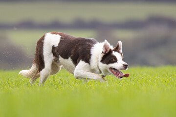 Tan and White working Sheepdog