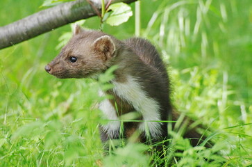 Beech marten. Martes foina