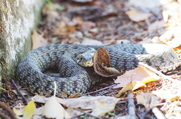 Behind the leaf. Grass snake. Natrix natrix