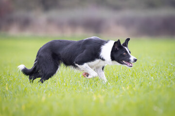 Black and White working Sheepdog 