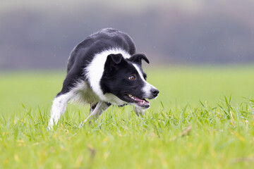 Black and White working Sheepdog 