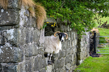 Schaf in Ruine in Nordirland - Hidden Village of Galboly