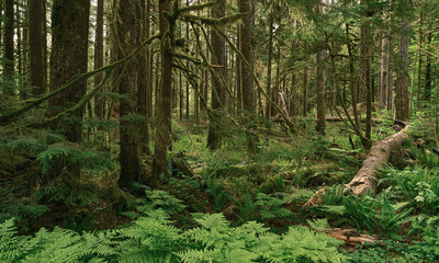 Lush Forest Floor and Mossy Woodland Landscape