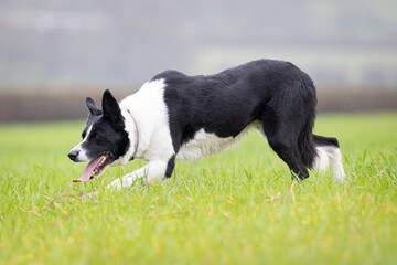 Black and White working Sheepdog 