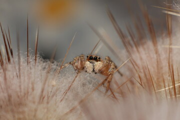 Brown Jumping Spider Looking into the Camera